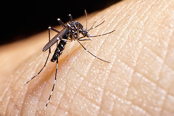 The Tiger Mosquito