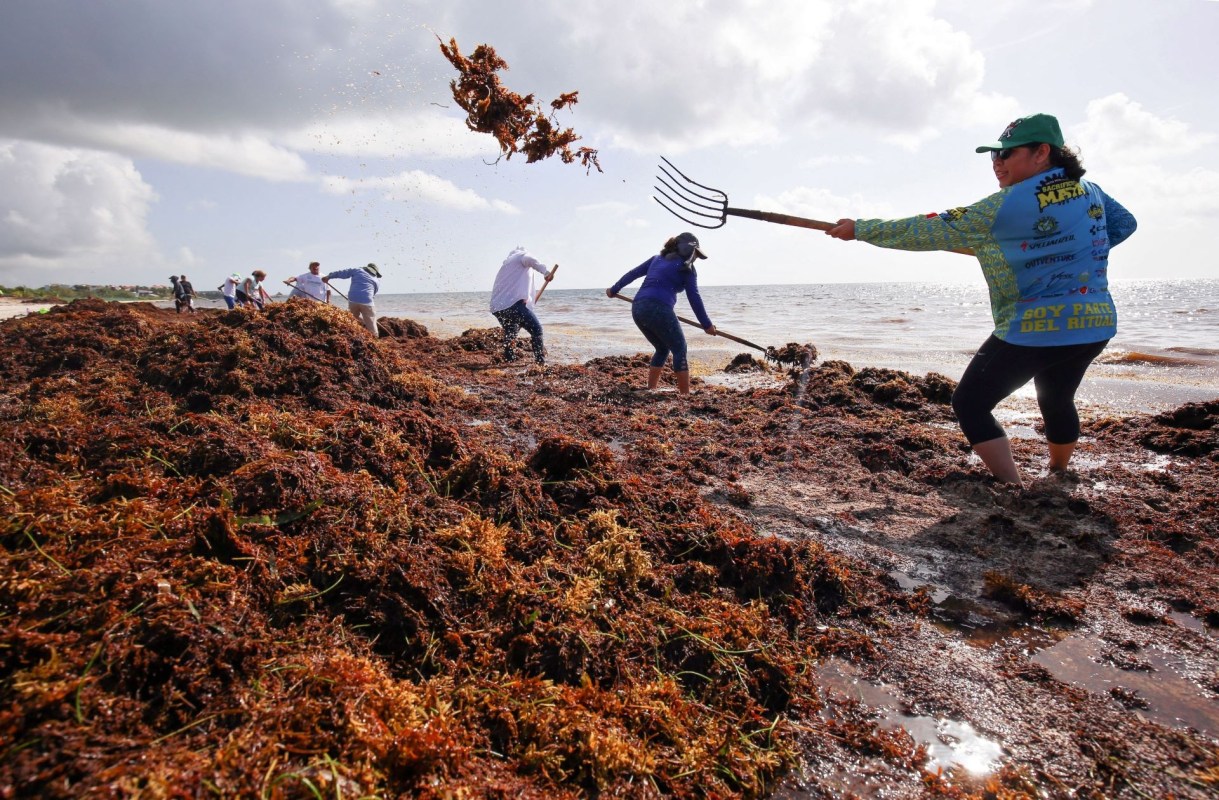 Sargassum seaweed is heading for Florida