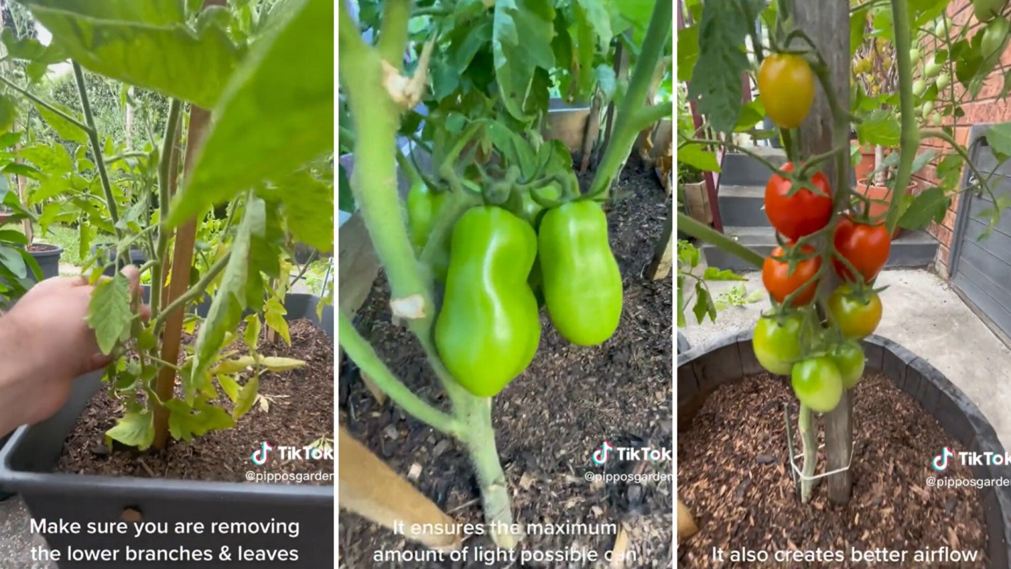 Tomato season hack for healthy plants