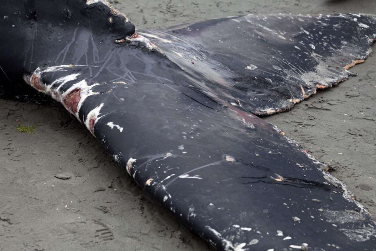 “This is the first sperm whale in Hawaiian waters where we have seen this kind of ingestion."