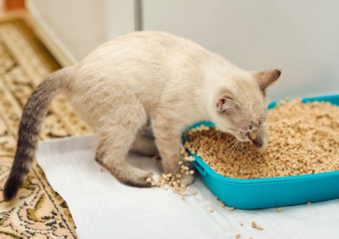 Wheat-based litter for cat