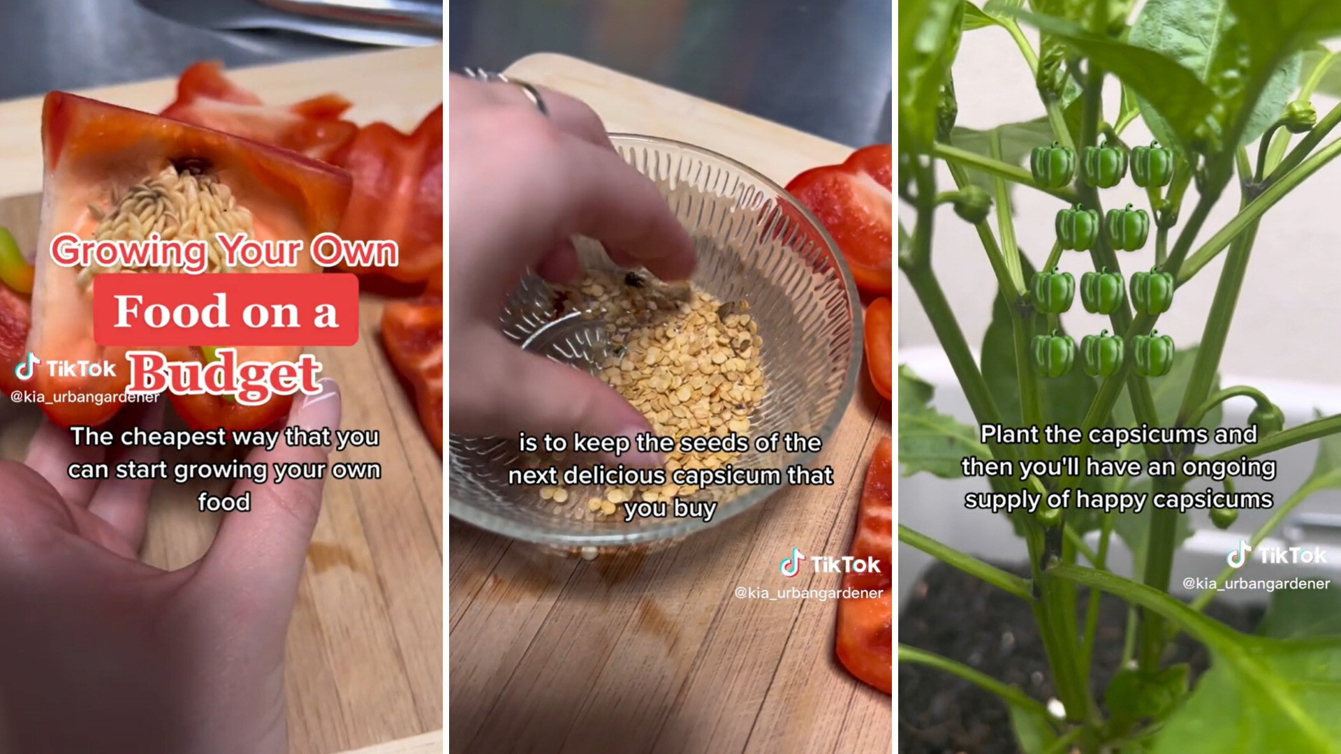 Growing capsicum on sale from seed