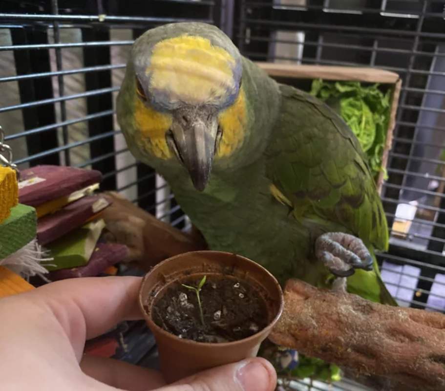 Parrot droppings discovers plant