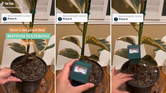 Bottom watering, protecting houseplants