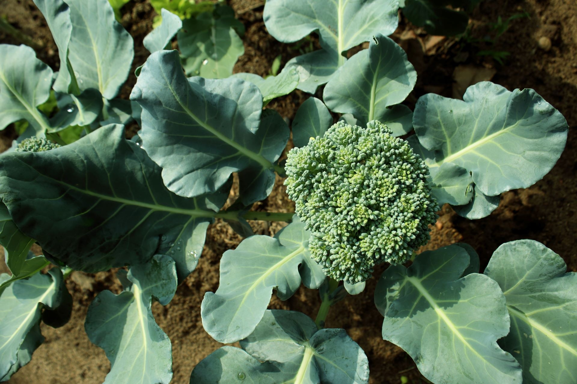 Broccoli plants