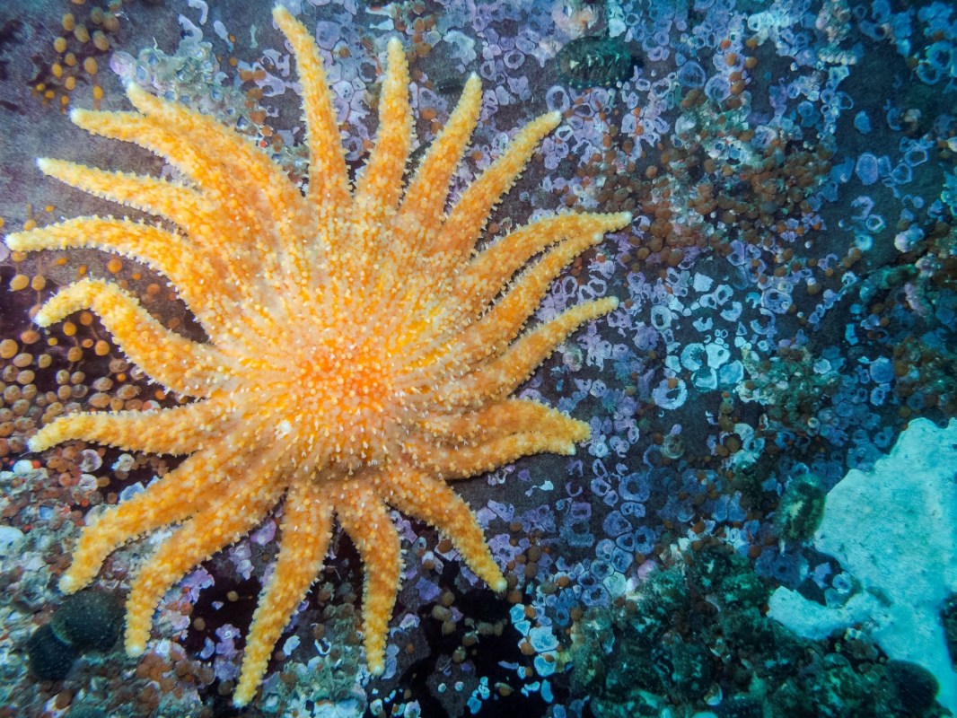 Sunflower sea star