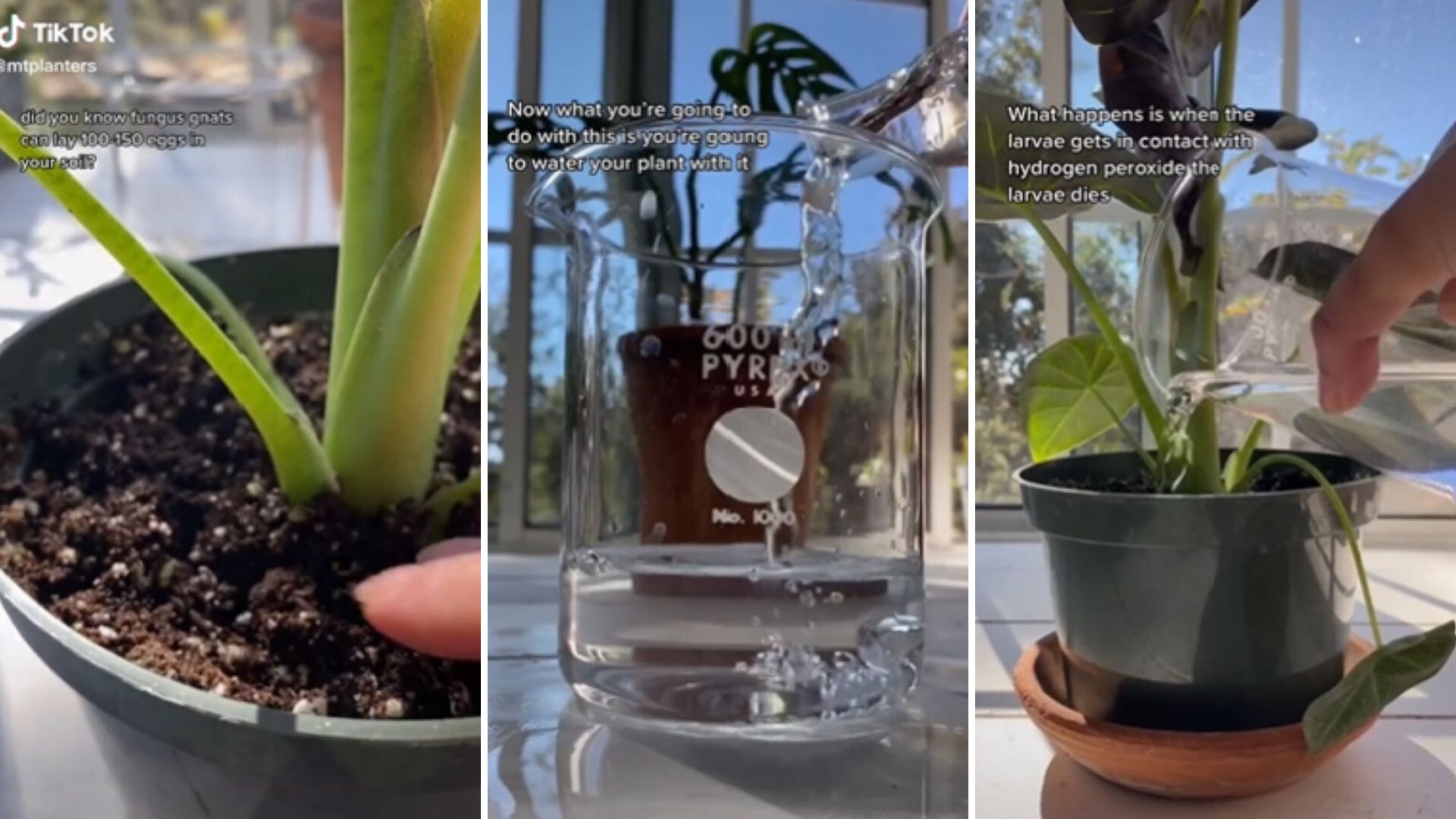 Saving houseplants from Fungus gnats
