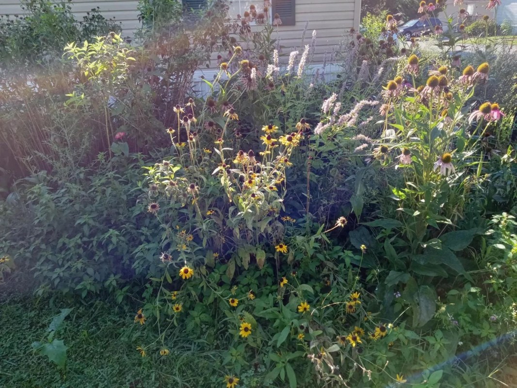 Pollinator-friendly garden