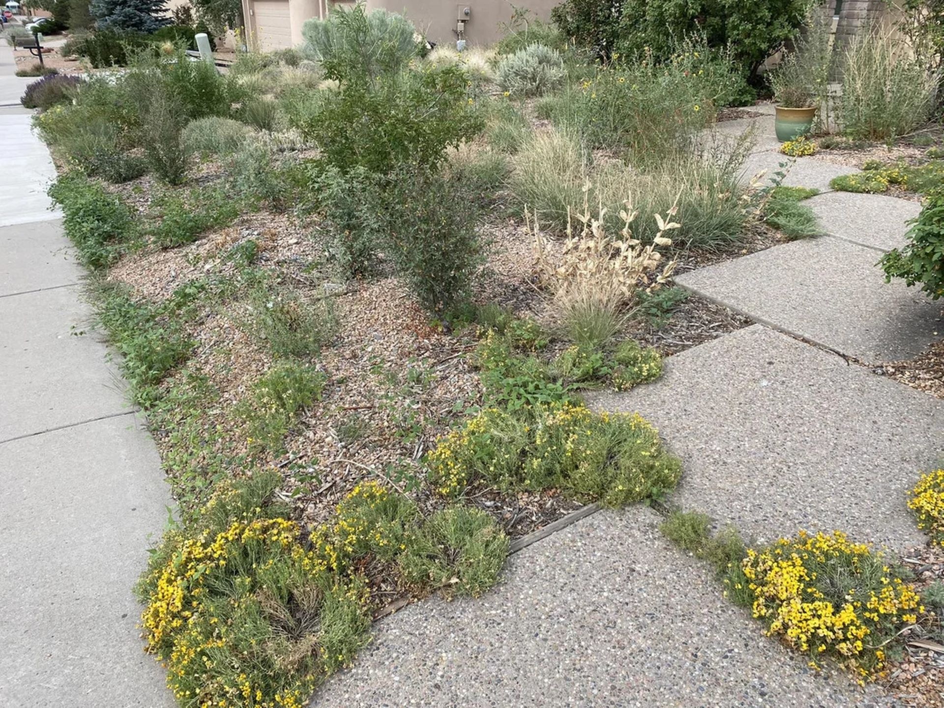 Plants That Survive and Thrive on the OBX – Blue Grama Grass