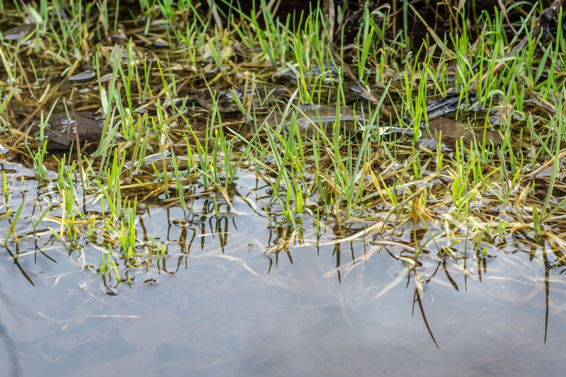 lawn overwatering