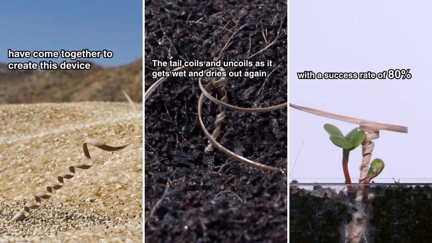 Self-burying seeds