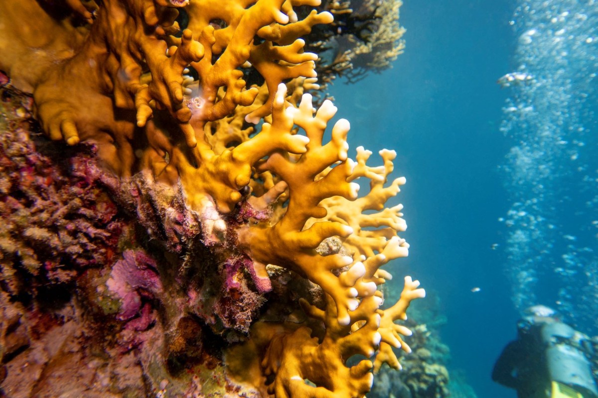 Smart reefs, fight sea level rise