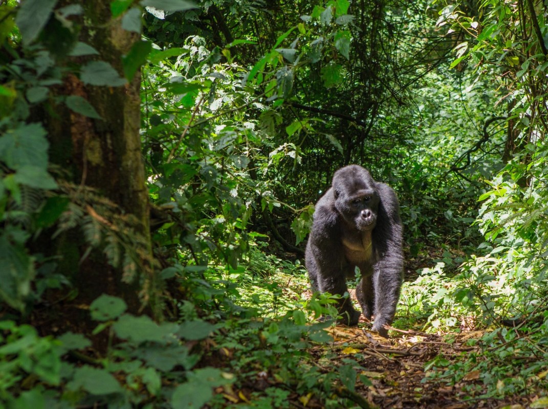 EQX Biome, save Africa's endangered gorillas