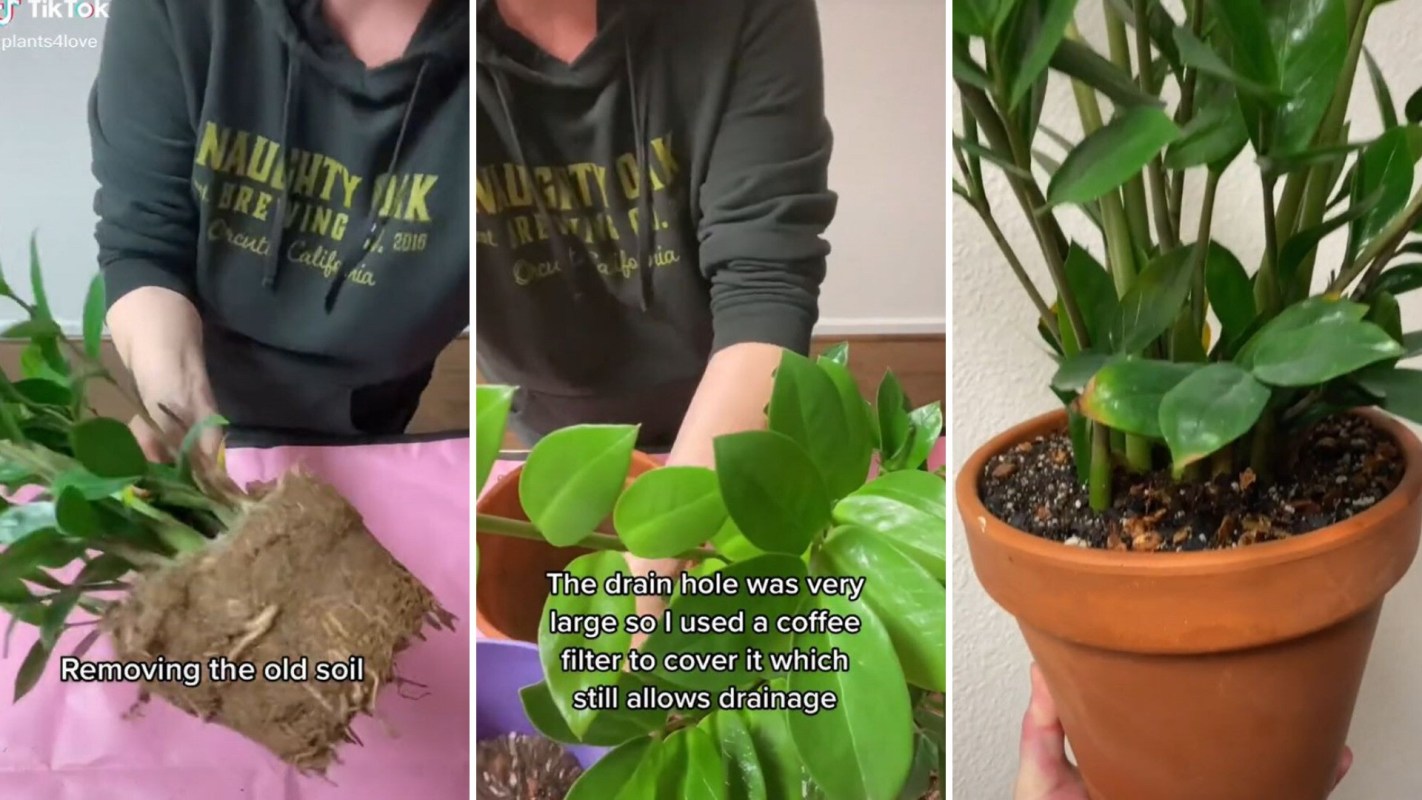 Coffee filter paper in potted plants