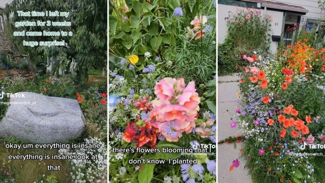 Blooms in backyard garden