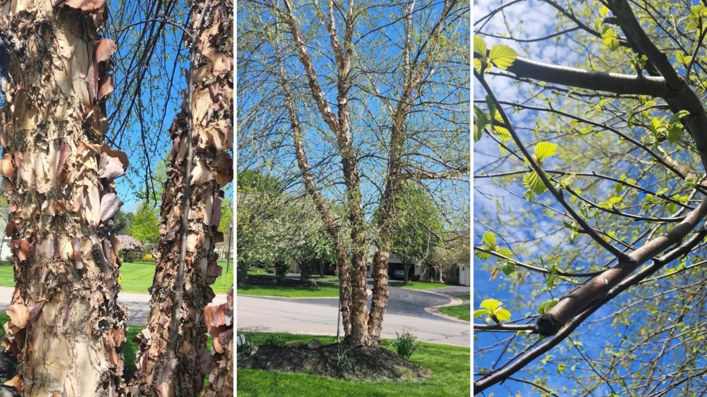 A homeowner says they recently received a note from their HOA about a “dying” tree — despite the tree being completely OK.