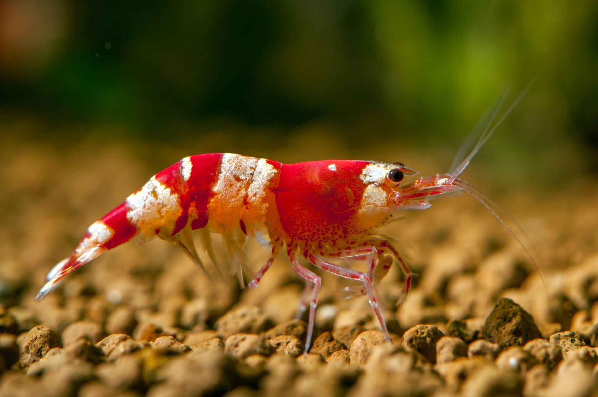 TômTex shrimp shells