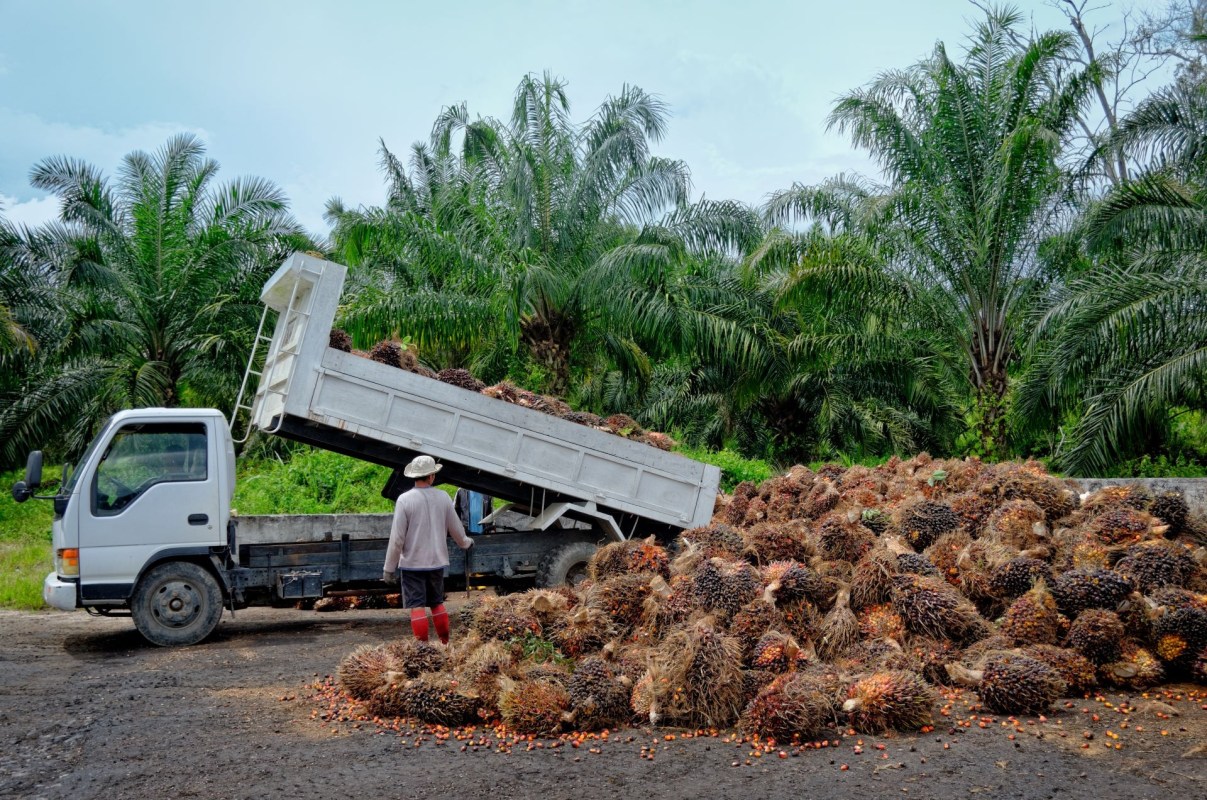 Palmless product to replace palm oil