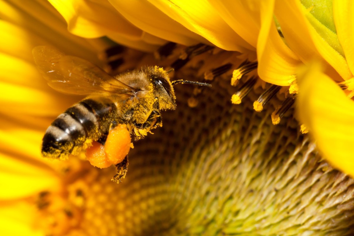 Buzz pollinating