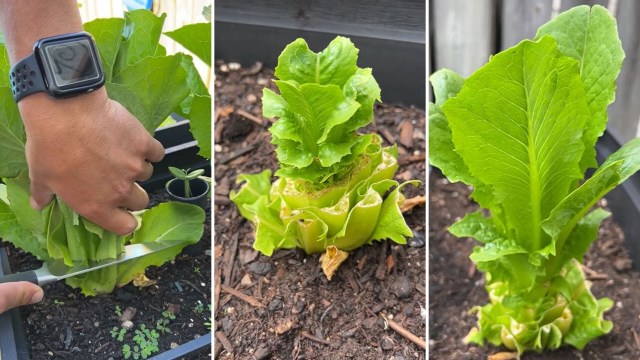 Lettuce hack