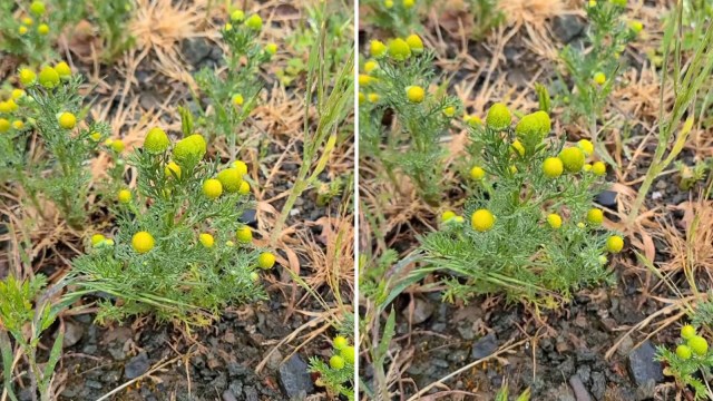 Pineappleweed to keep mosquitoes at bay