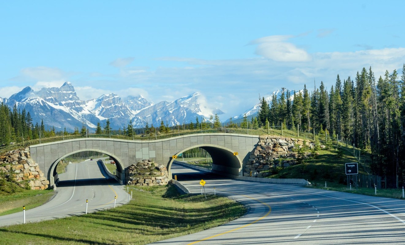 Banff Wildlife Crossings Project