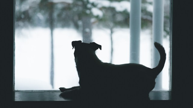 Thundershirt for pets