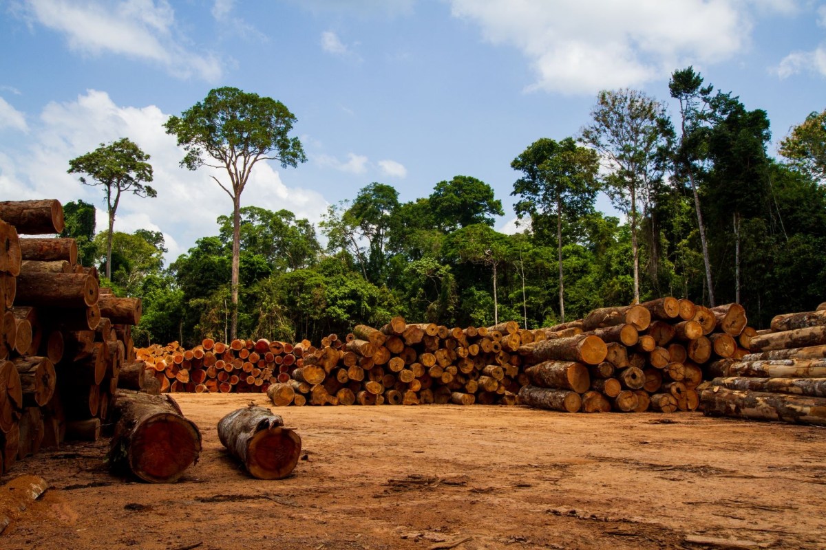 Save trees in the Amazon