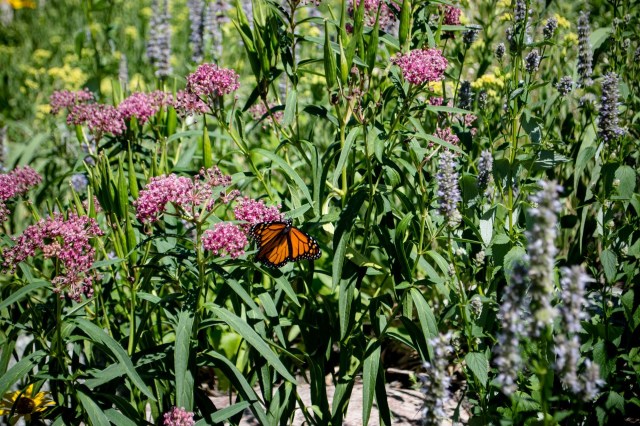 Milkweed to retaliate against HOA