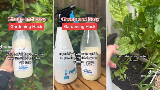 Hack to control aphids