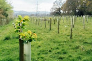 Mycoforestry as a solution for food scarcity