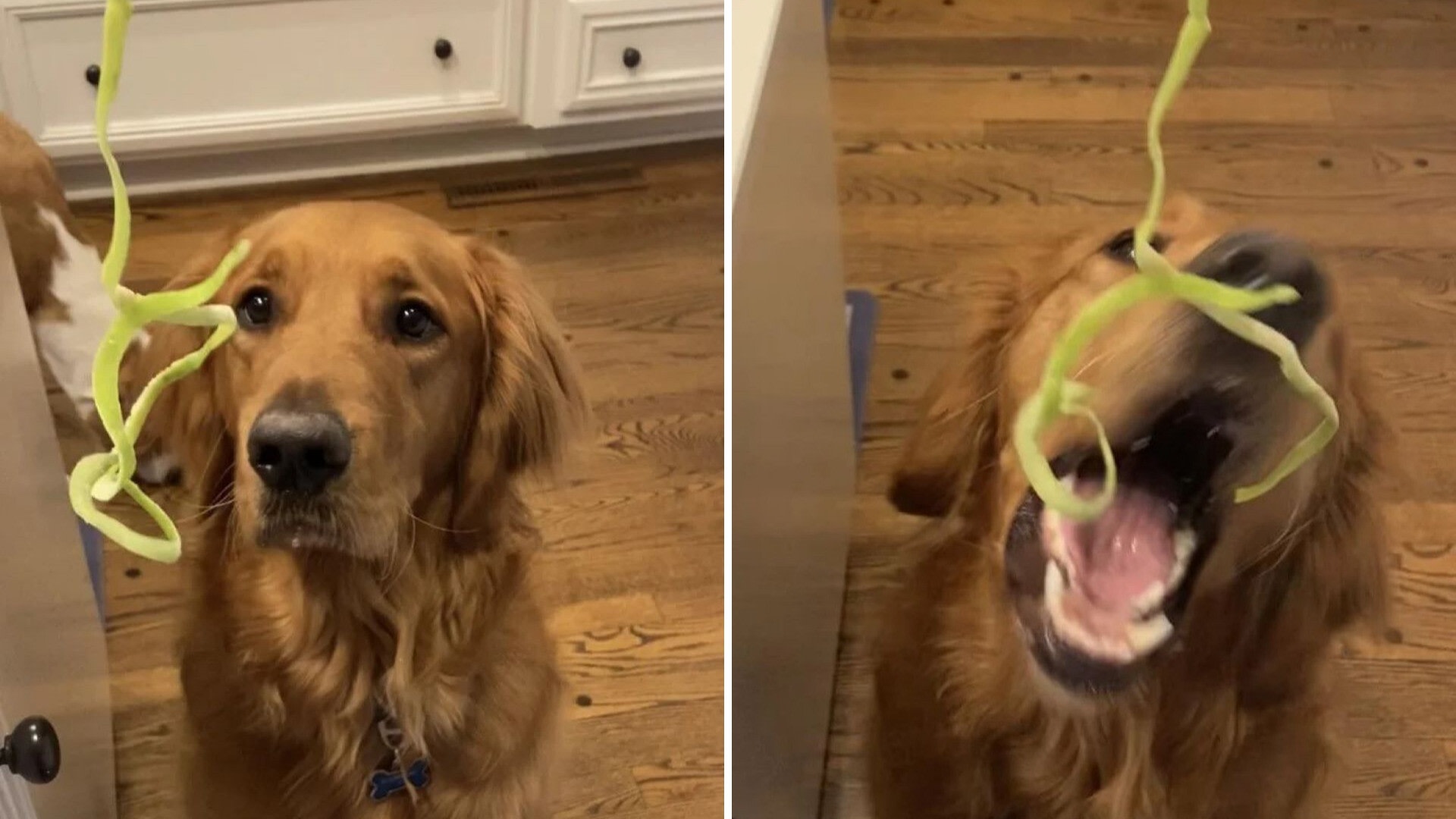 Golden retriever egg in mouth reddit hotsell