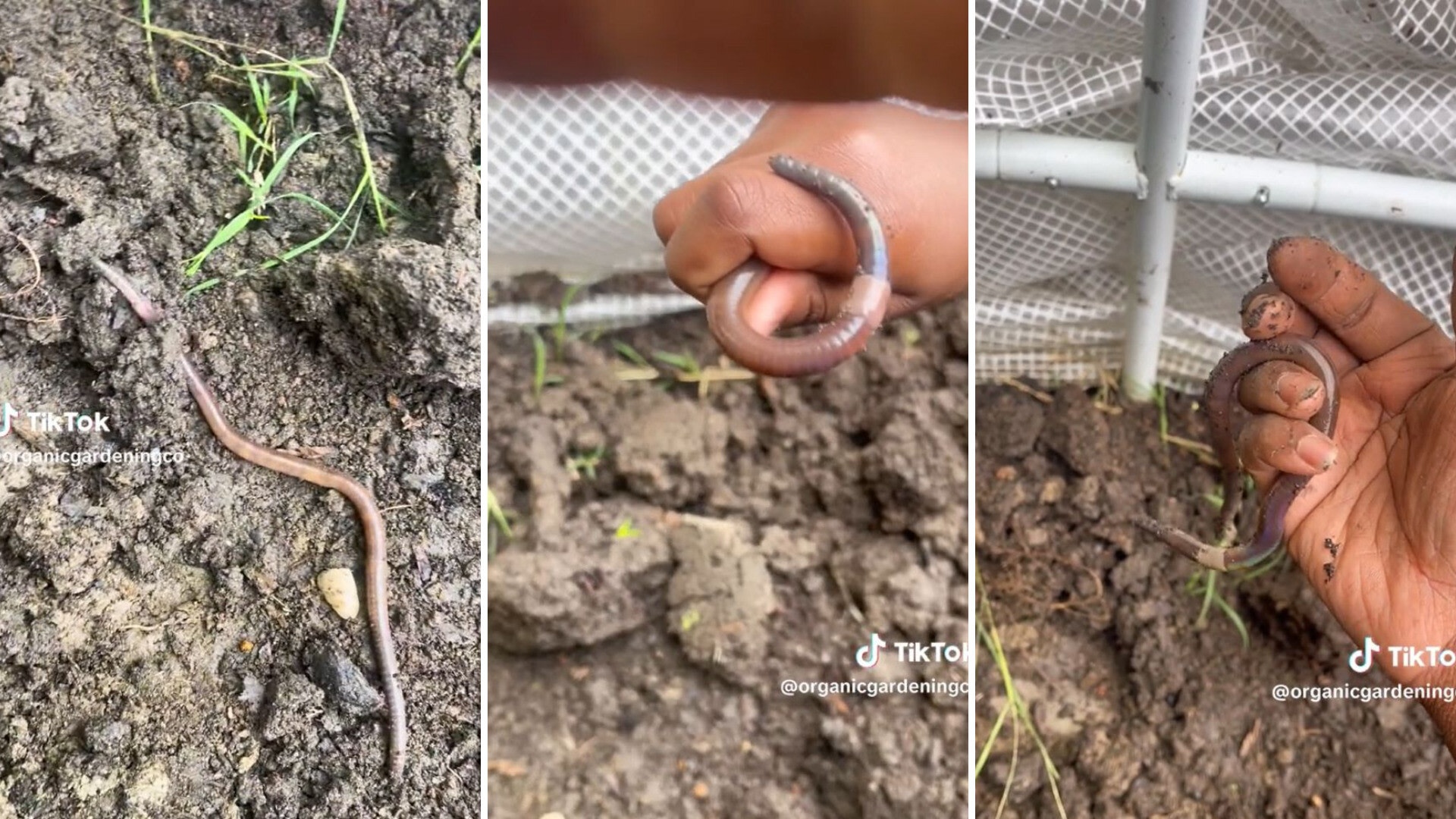 Invasive Asian jumping worms can wreak havoc in gardens