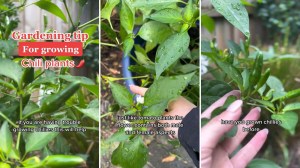 Hack for growing beautiful chili peppers