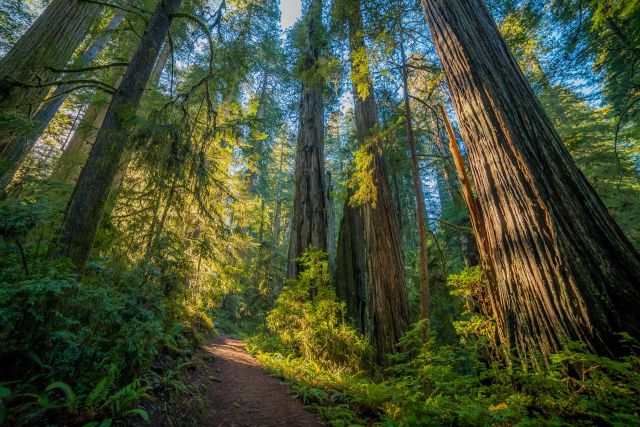TJ Watt to protect old-growth forests