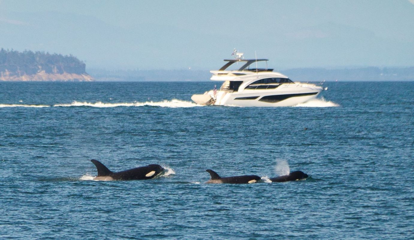 Killer whales attacking boats in Spain