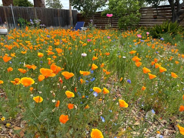 Wildflowers