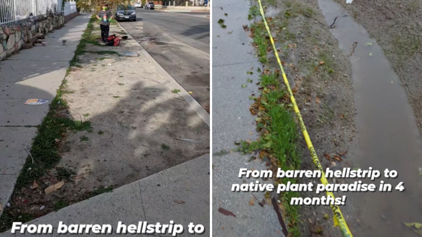 before-and-after images of his neighborhood sidewalk Native plants