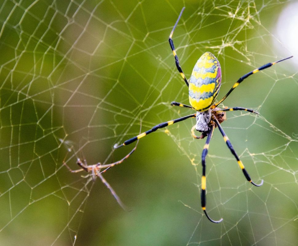 Joro spider, invasive species