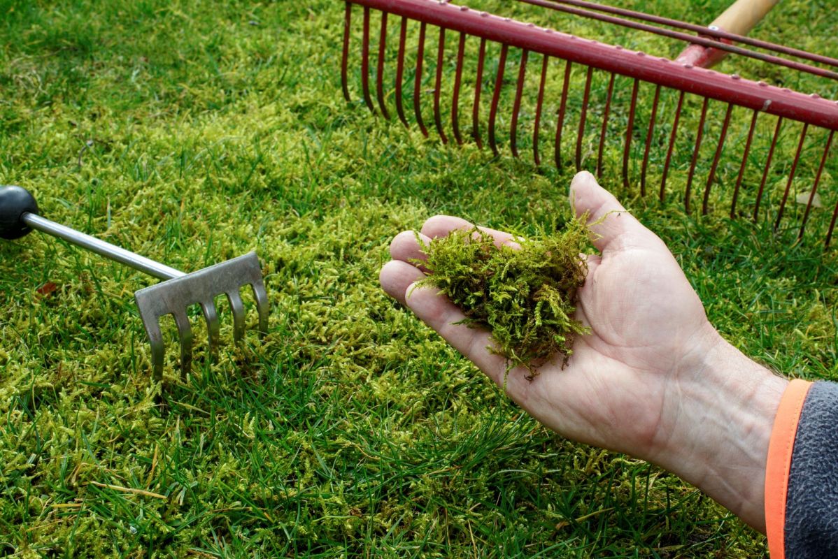 Moss is a nonvascular, low-growing, and nonflowering plant that will never exceed 4 inches tall.