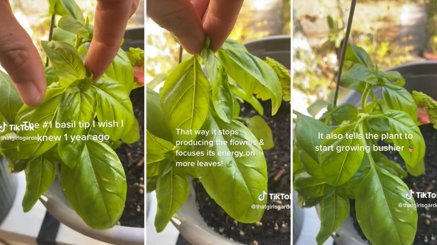 Hack for healthy and bushy basil plants