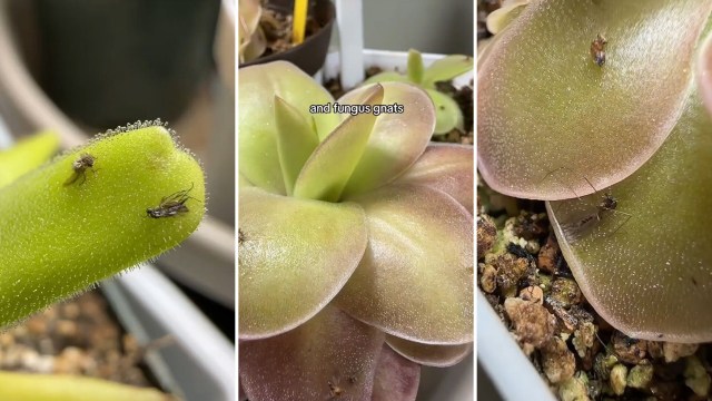 "When they started catching the mosquitoes that get into the house? Oh, now they own my heart.”