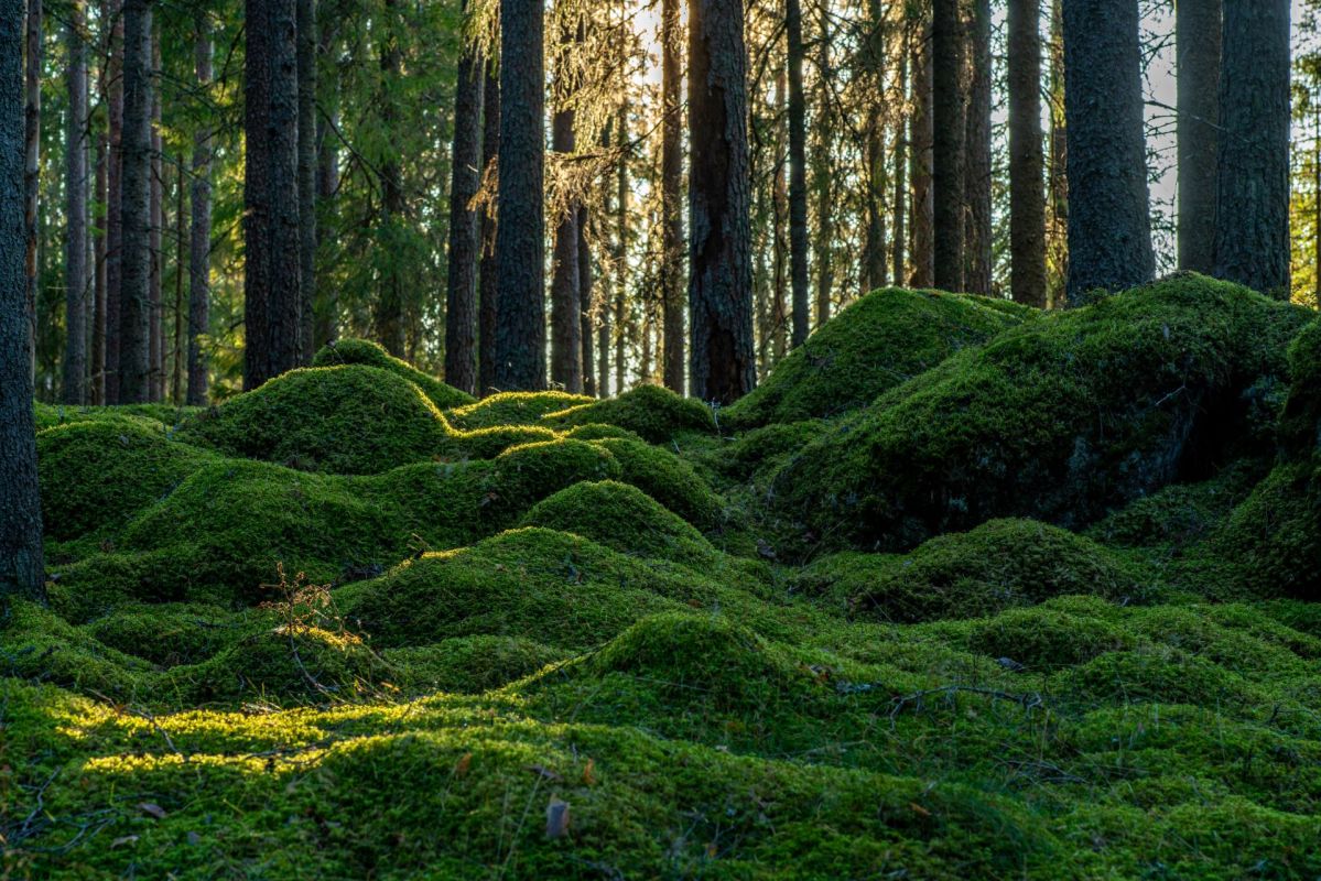 Ecological value of moss