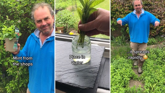 Thriving mint plant and garden