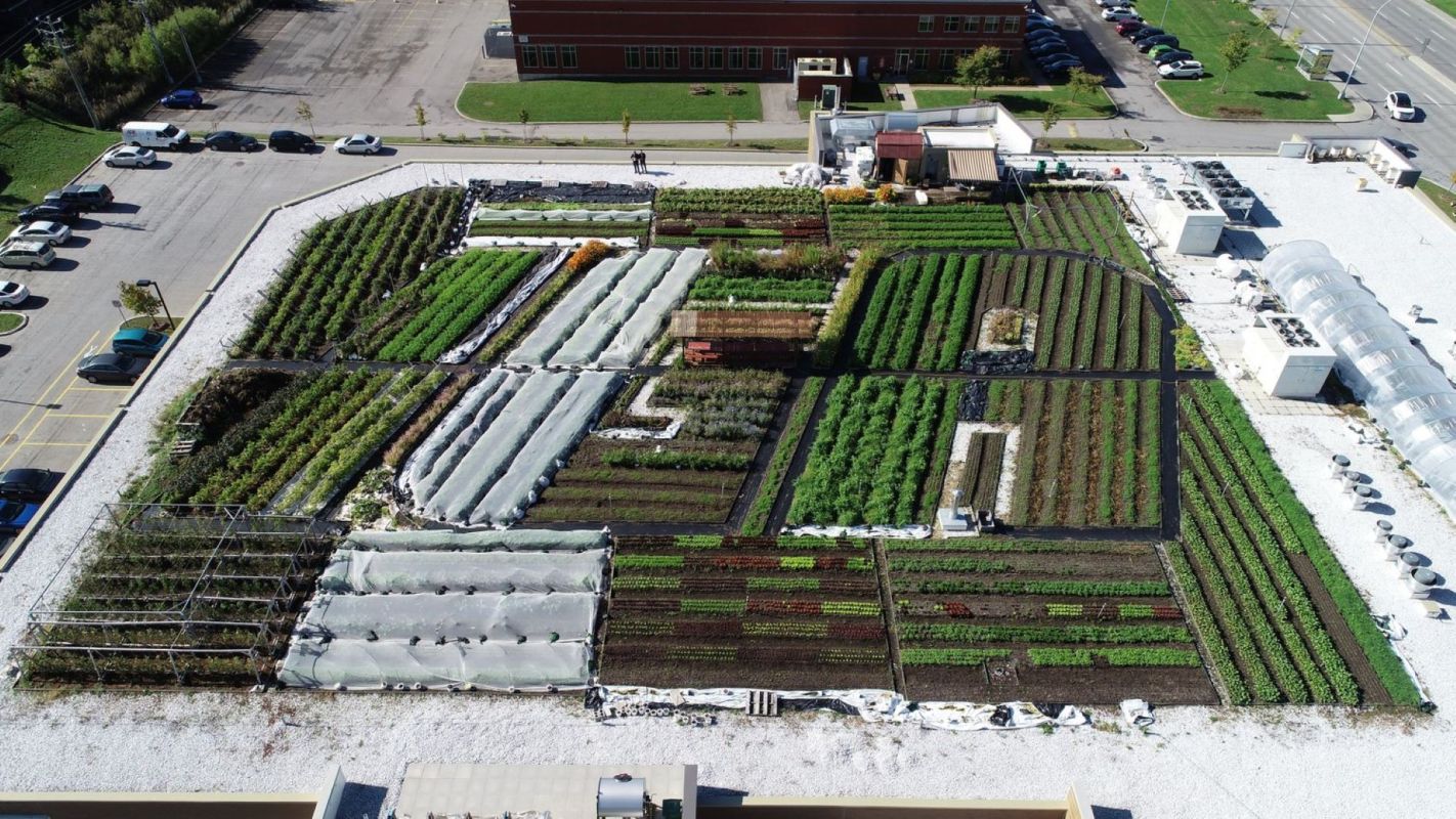 IGA grocery store with green roof that produces organic food