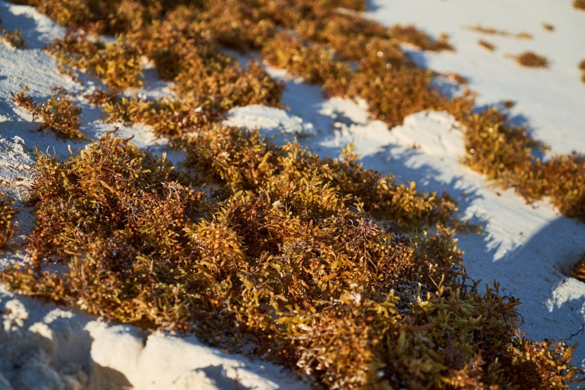 Sargassum seaweed harbors flesh-eating bacteria