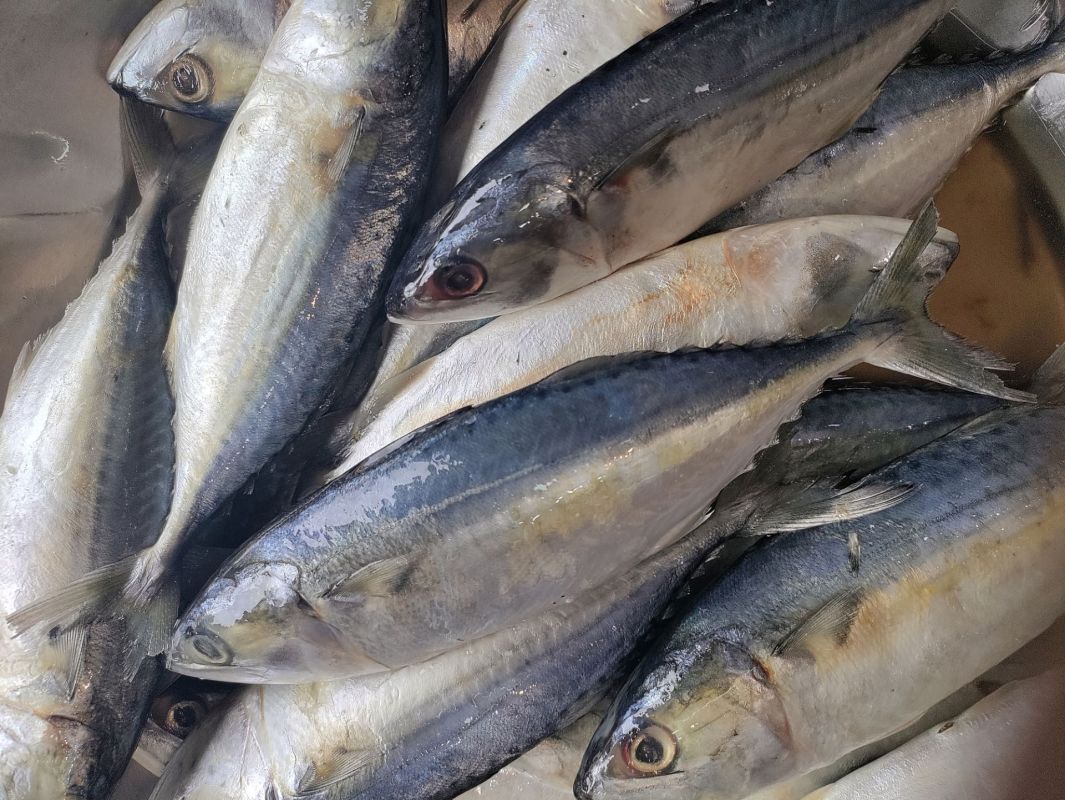 Mackerel downgraded because of overfishing