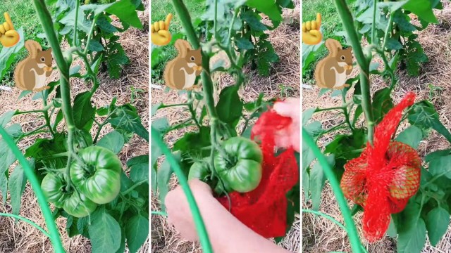 Protecting your plants from squirrels