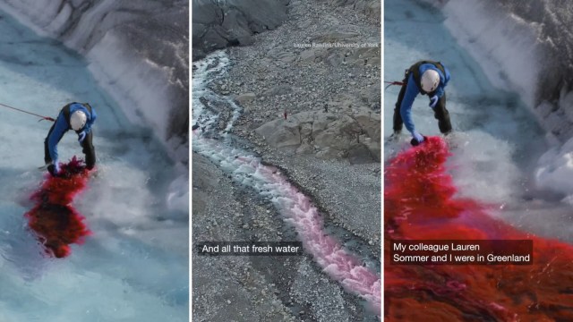 Red dye poured into Greenland’s rivers to save whales