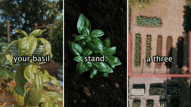 Basil herb keep pests out of your garden